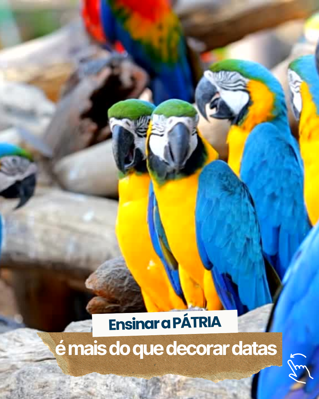 ATIVIDADES FILME RIO 1 E 2 - Ensinar Pátria é mais do que decorar datas